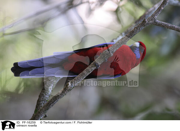 Pennantsittich / crimson rosella / FF-16259