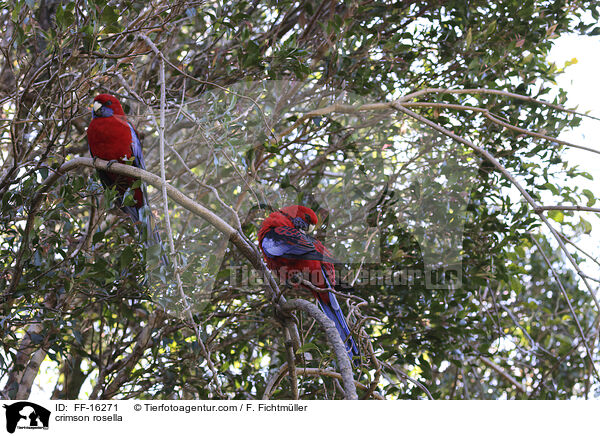 Pennantsittich / crimson rosella / FF-16271