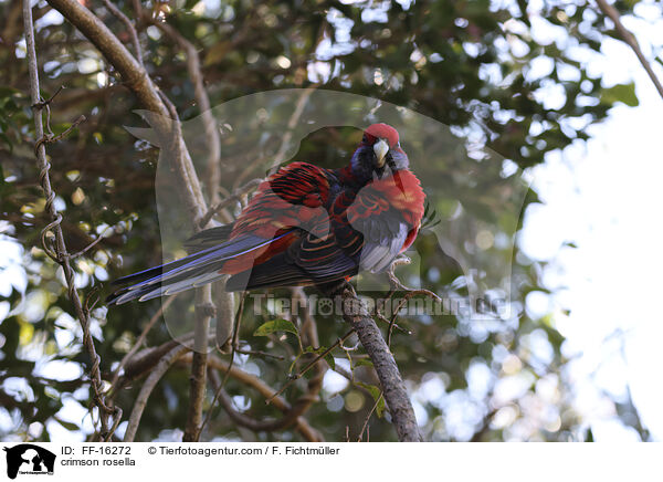 Pennantsittich / crimson rosella / FF-16272
