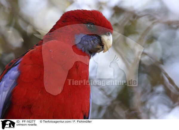 Pennantsittich / crimson rosella / FF-16277