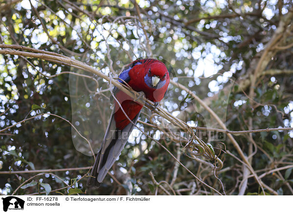 Pennantsittich / crimson rosella / FF-16278