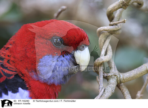 Pennantsittich / crimson rosella / FF-16280