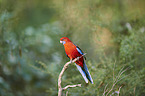 crimson rosella