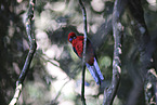 crimson rosella