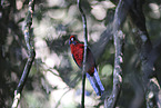 crimson rosella