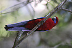 crimson rosella