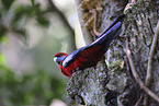 crimson rosella