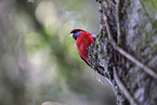 crimson rosella