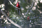 crimson rosella