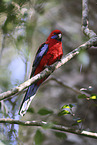 crimson rosella