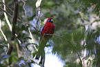 crimson rosella