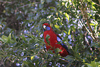 crimson rosella