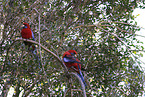 crimson rosella