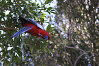 crimson rosella