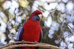 crimson rosella