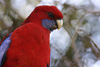 crimson rosella