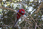 crimson rosella