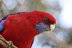crimson rosella