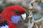 crimson rosella