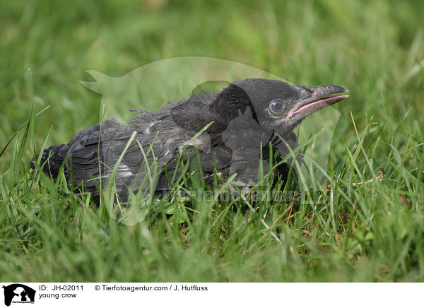 young crow / JH-02011