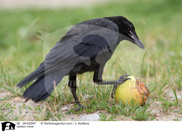 Rabenkrhe / carrion crow / JH-02587