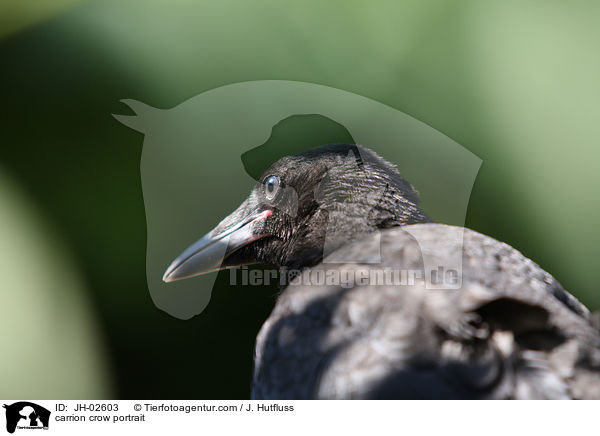 carrion crow portrait / JH-02603