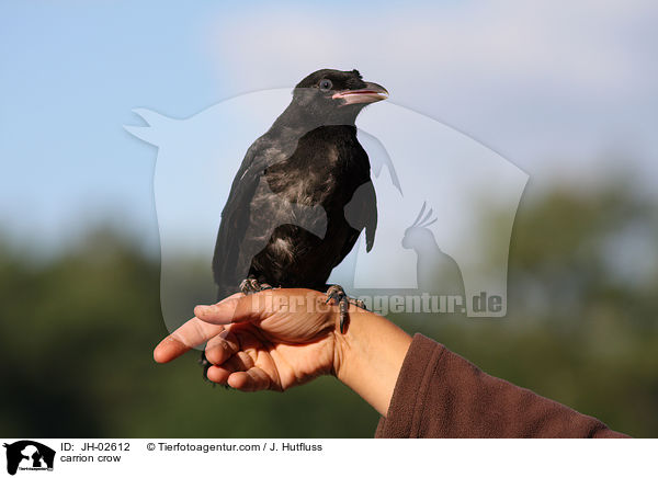 Rabenkrhe / carrion crow / JH-02612
