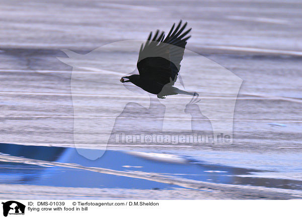 flying crow with food in bill / DMS-01039