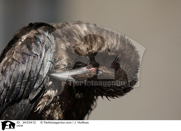 Krhe / crow / JH-03412