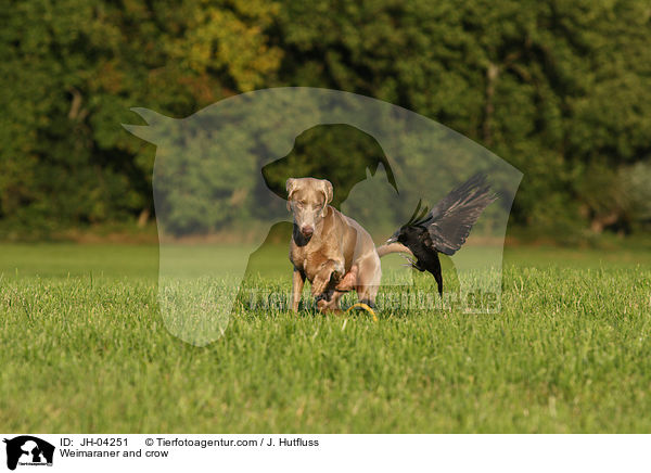 Weimaraner und Krhe / Weimaraner and crow / JH-04251