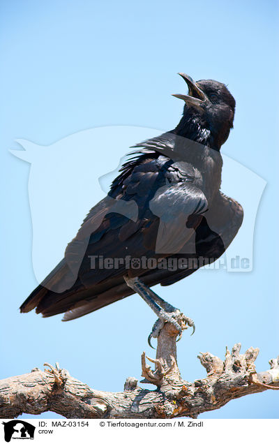 crow / MAZ-03154
