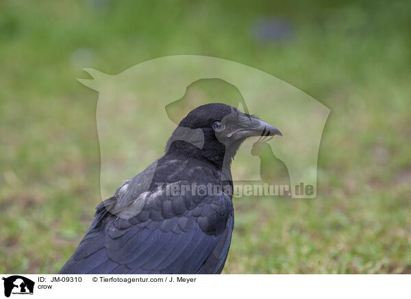 Krhe / crow / JM-09310