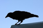 carrion crow