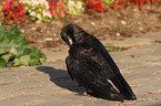 carrion crow