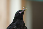 carrion crow