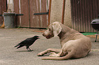 dog and bird