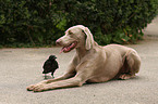 dog and bird