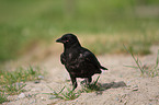 carrion crow