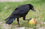 carrion crow