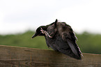 carrion crow