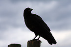 carrion crow