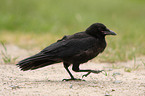 carrion crow