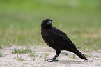 carrion crow