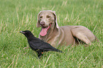 dog and bird