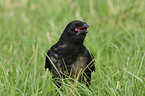 carrion crow