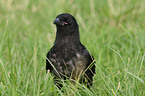 carrion crow