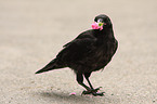 carrion crow