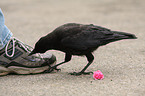 carrion crow