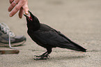 carrion crow