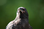 carrion crow portrait